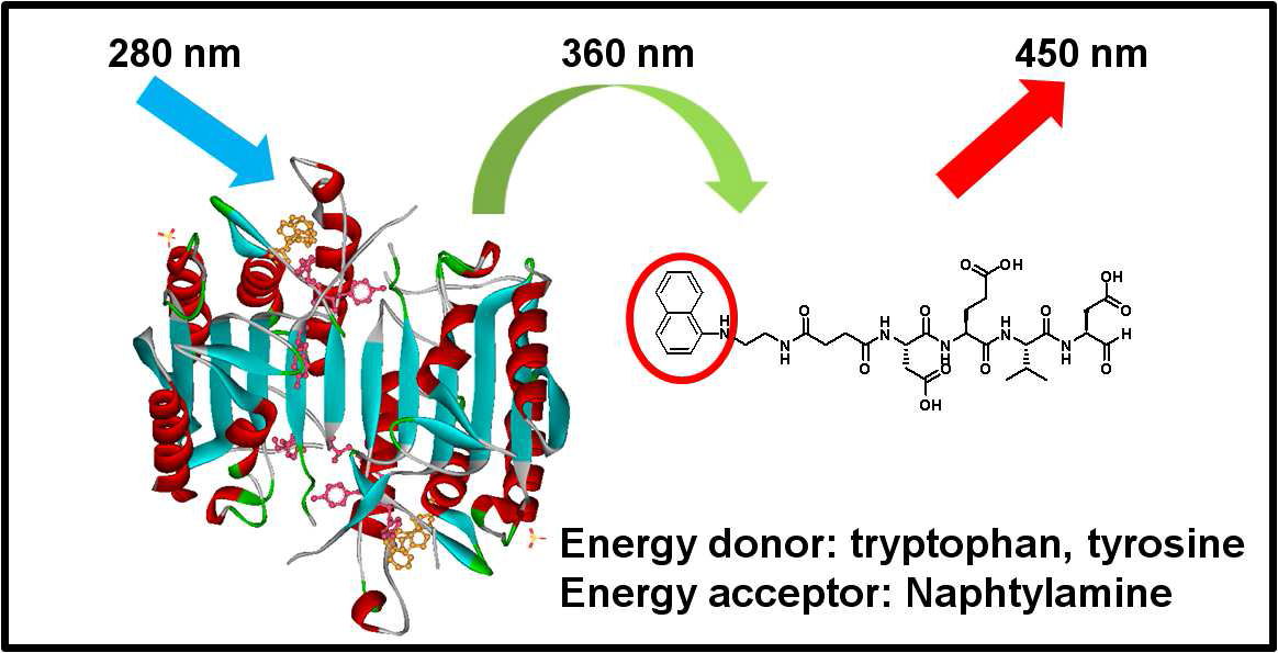 Caspase 3에 특이적인 iFRET 형광프로브 설계원리. 탐침이 표적단백질의 활성부위에 특이적으로 결합할 때, 표적단백질의 Tryptophan으로부터 에너지가 탐침의 형광분자로 전달되는 과정을 나타낸다.