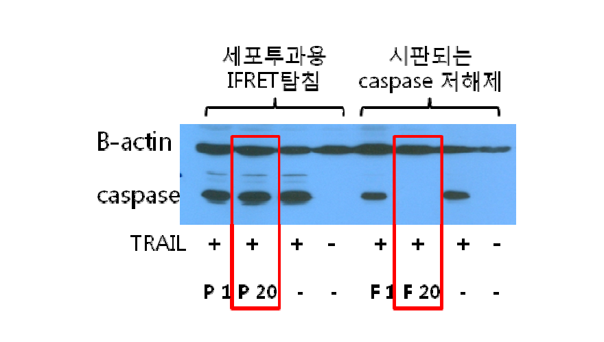세포투과용 caspase-3 iFRET 탐침의 구조식 및 이를 이용한 세포사멸 저해 효과 확인