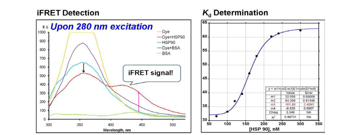 iFRET probe와 HSP90 결합에 의한 형광 증가.