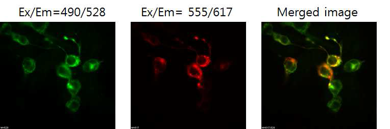β-2-AR이 과발현 된 HEK293 Cell. 좌: 면역염색에 의한 세포표면의 β-2-AR 수용체 확인; 젓간: mPlum 확인을 통한 β-2-AR 수용체 발현 확인; 우: 두 이미지의 겹침에 의한 재확인