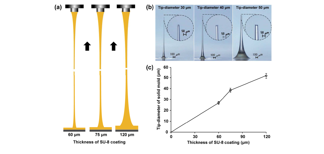 (a) 본 연구진이 개발한 “Drawing Lithograp”기술을 이용하여 다양한 마이크로니들 모델 제작; (b) 다양한 내경의 마이크로니들 모델 이미지 (끝 부분 직경 30 , 40 and 50 ㎛); (c) SU-8 코팅 두께의 변화가 마이크로니들 모델의 팁 직경에 미치는 영향.