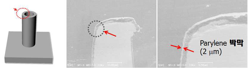기능성파릴렌 박막이 코팅된 마이크로니들의 입구부분 SEM이미지. 고른 증착을 확인하기 위해 파릴렌 박막은 최대 증착두께에 근접한 2 μm로 증착함.
