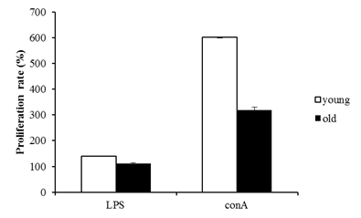 노화 쥐와 어린 쥐에서 증식능 비교