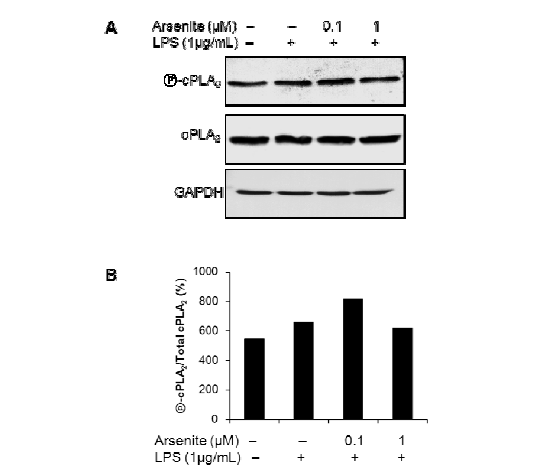 RAW264.7 cell에서 cPLA2의 인산화와 발현에 끼치는 sodium arsenite의 영향 확인