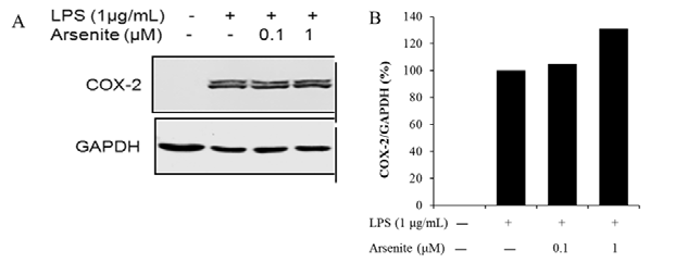 RAW264.7 cell에서 cPLA2 활성에 대한 sodium arsenite의 영향