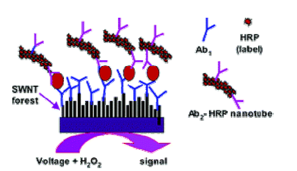 CNT를 전극 및 label로 사용한 바이오센서의 개념도