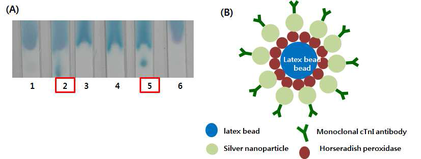 발색반응을 이용한 (A) HRP 효소 선별 및 (B) latex bead-HRP-AgNP-Ab 접합체 모식도