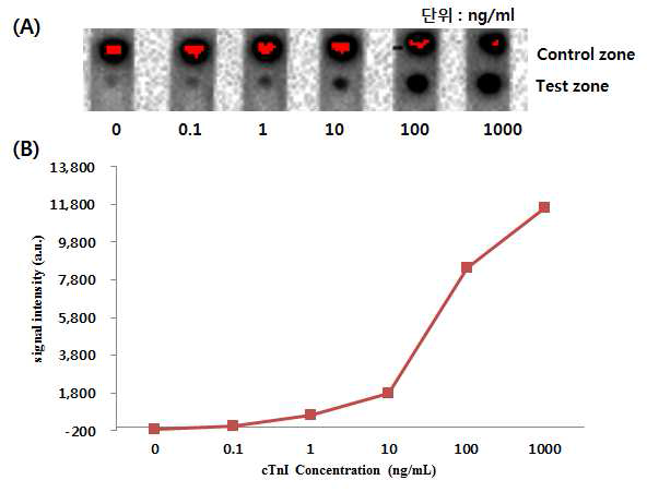 신호증폭을 위한 접합체를 이용한 (A) strip sensor 이미지 결과 및 (B) 그래프