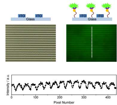 집적화 전극의 광학 이미지(좌) 및 선택적으로 표면 처리를 한 형광 이미지(우), 형광 세기(하)