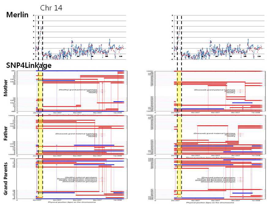 염색체 14번의 연관 분석 결과