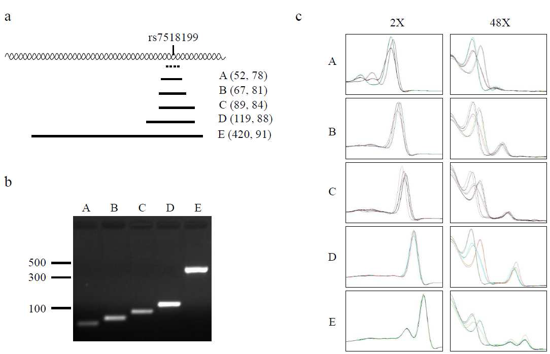 PCR amplicon의 TM이 UOP의 target strand 결합률에 미치는 영향