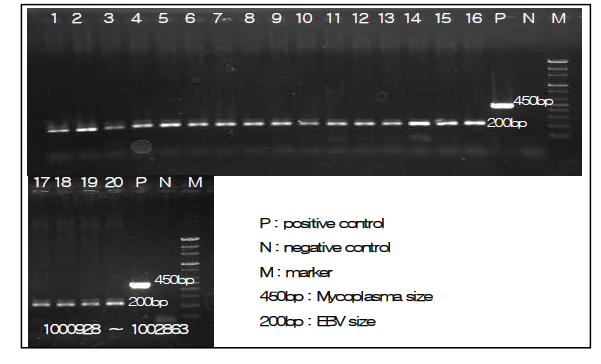 PCR를 이용한 mycoplasma의 오염 감지 시스템