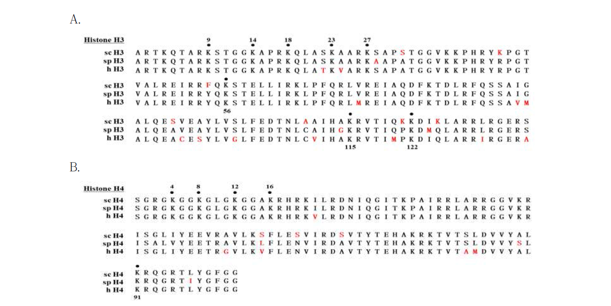 주요 histone H3, H4의 N-terminal의 lysine acetylation의 physical map