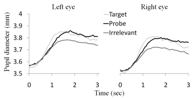 pupil diameters