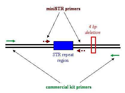 Schematic representation of the miniSTR primer.