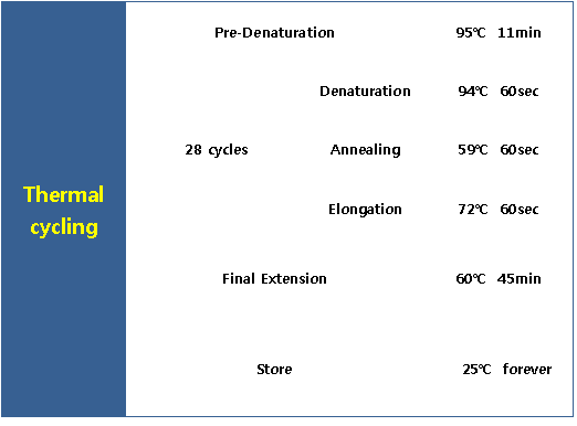 E-PLEX STR system의 PCR 조건