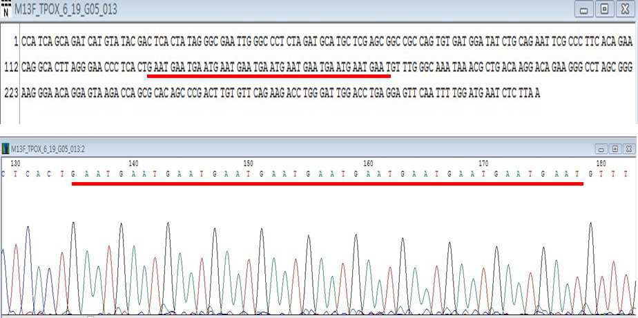 E-PLEX Human Identification Kit의 ladder와 TPOX allele 11 cloning & sequencing