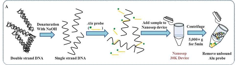 Human genomic DNA에 alu probe결합과정