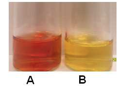 A) 1% FeCl3용액을 15% acetic acid용액에 첨가한 반응과 B) 1% FeCl3용 액을 증류수에 있는 상태.