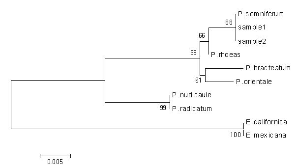 trnL intron 염기서열을 기초로 Neighbor-Joining method 및 bootstrap replication (1000)으로 그린 genetic tree