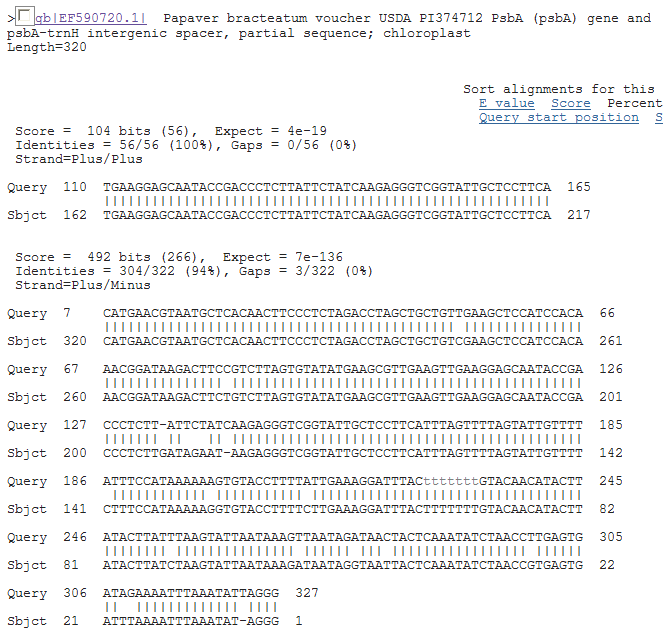 NBCI blast search result. The sequences of the Jeju poppy showed 94% similarity with P. bracteatum.