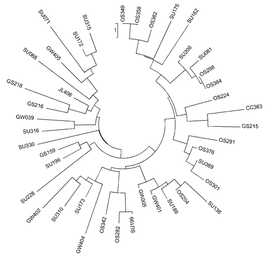 Neighbor joining tree of circular form