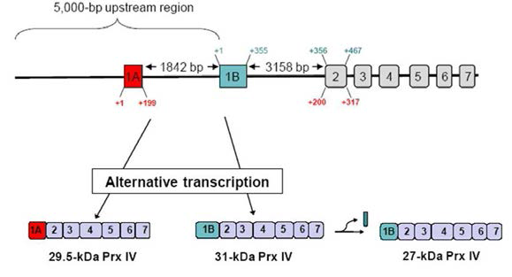 Prx4의 alternatively transcribed form