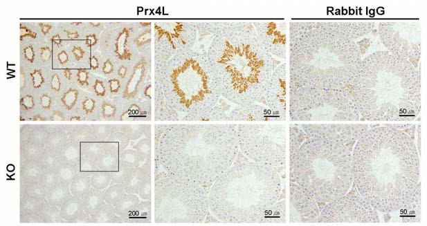 마우스 정소에서 Prx4L의 발현양상