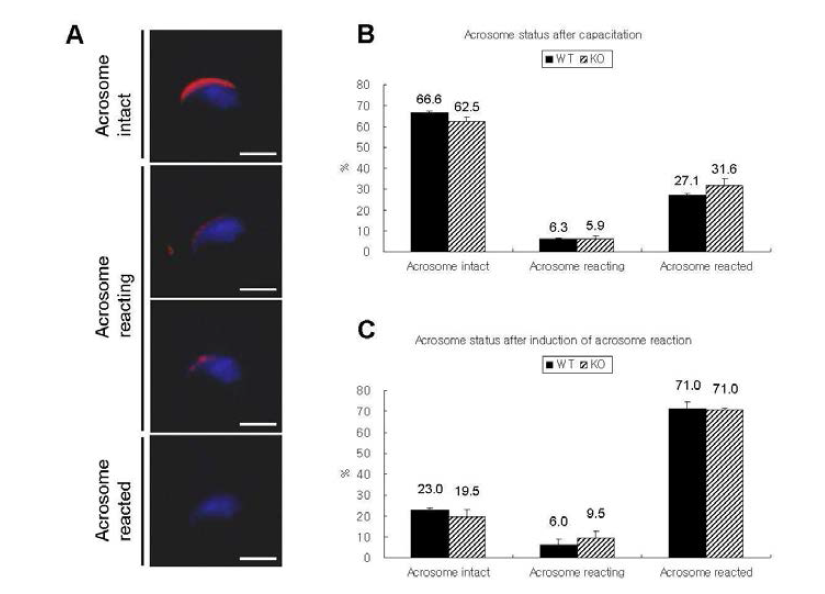 Prx4L WT과 KO 마우스 정소의 acrosome reaction