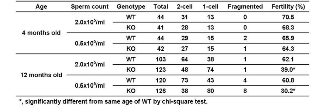 In vitro fertilization of WT and Prx4LKO mice sperms