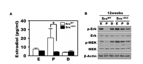 Srx조건부결손 mouse에서의 estradiol생성저하