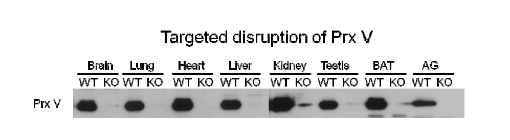 Prx V KO 마우스에서 Prx V 단백질의 결핍 확인