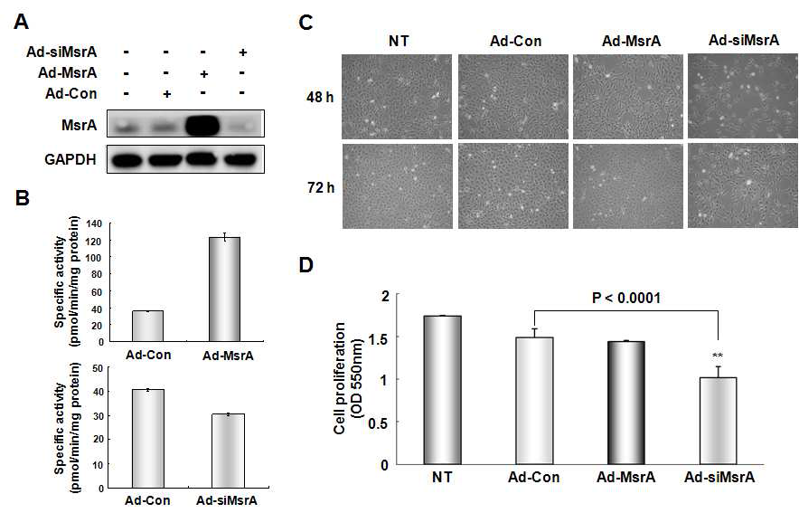 MsrA knockdown에 의한 NIH3T3 세포 증식 억제. (A) Western blot. (B) MsrA 효소 활성. (C) 세포증식 정도. (D) MTT assay (48 h 처리). NT, not treated; Ad-Con, control adenovirus; Ad-MsrA, MsrA overexpressing adenovirus; Ad-siMsrA, MsrA-knockdown adenovirus