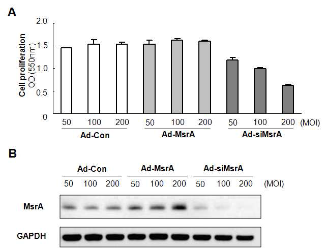 MsrA 아데노바이러스 처리 농 도에 따른 세포 성장 측정. (A) MTT assay에 의한 세포 성장 측정 (48 h 처리). (B) Western blot