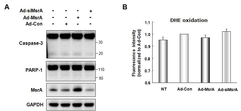 Apoptotic cell death (A)와 intracellular ROS production (B) 분석 3. 세포증식조절 단백질 분석