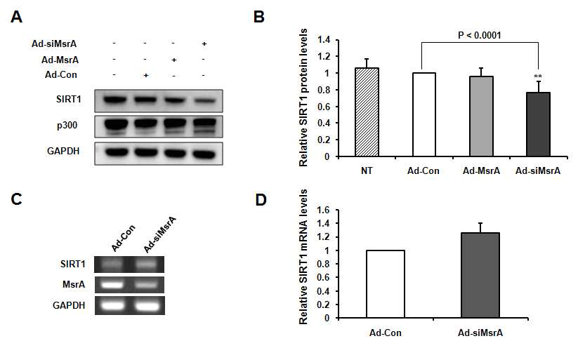 MsrA knockdown에 의한 SIRT1 양 감소. (A-B) Western 분석. (C-D) RT-PCR 분석