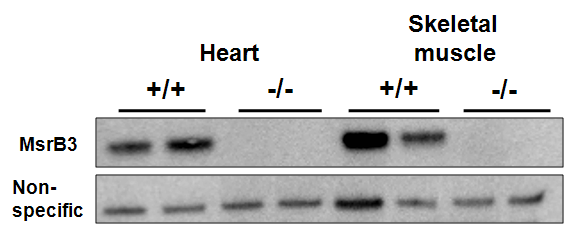 Western blot에 의한 MsrB3 KO 마우스 확인