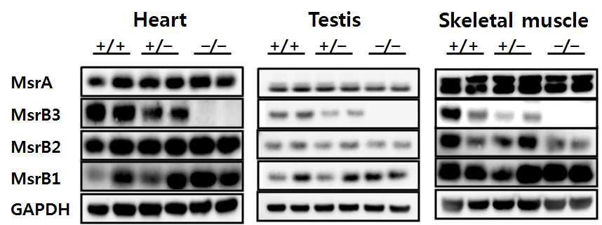 Western blot에 의한 Msr 발현 분석