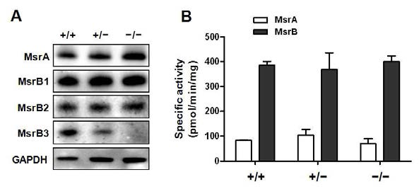 Cochlea에서 MsrA 발현(A) 및 효소활성(B) 분석