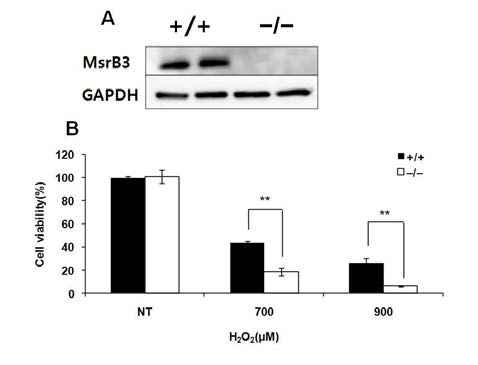 MEF 세포에서 MsrB3의 항산화 기능