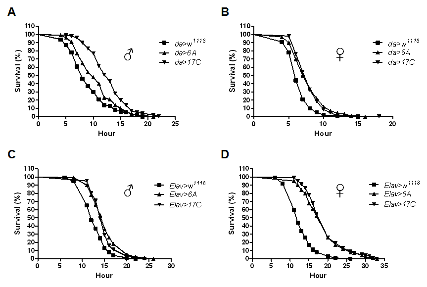 Increased resistance to oxidative stress by hMsrB3A expression. Ten-day-old male and female flies overexpressing hMsrB3A driven by da-GAL4 (A and B) and elav-GAL4 (C and D), together with age-matched driver control flies, were exposed to 10 mM paraquat and scored for survivorship (n = 100/sex/genotype). Percent survival at different times is shown