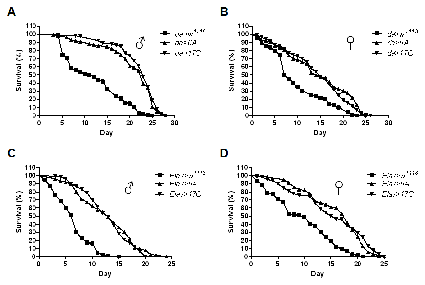 Increased resistance to cold stress by hMsrB3A expression. Ten-day-old control and hMsrB3A-overexpressing flies of the indicated genotypes were scored for survival in response to cold stress at 4°C