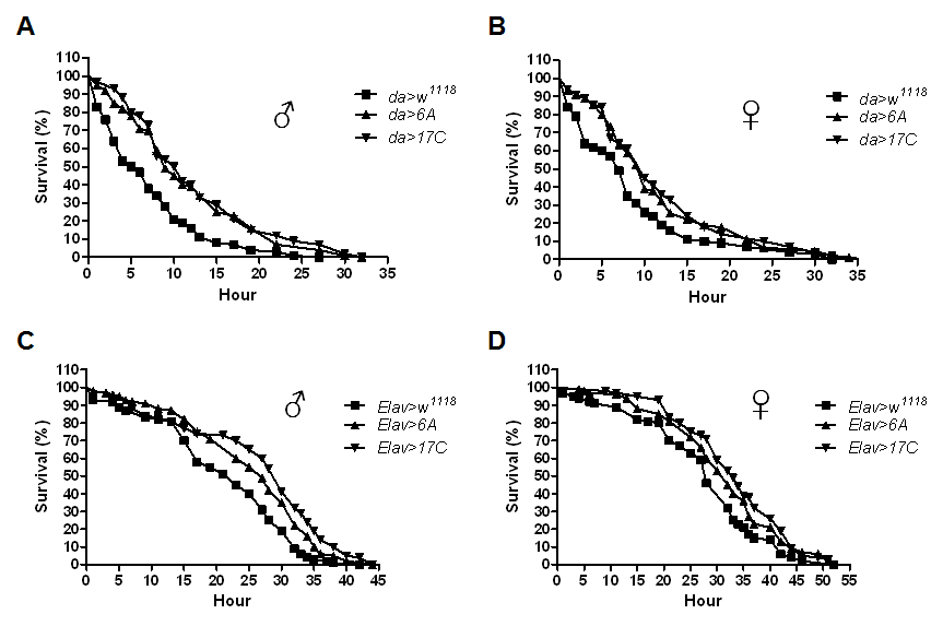 Expression of hMsrB3A protects against DTT-induced ER stress in Drosophila. Ten-day-old male and female flies with ubiquitous (A and B) or neuronal (C and D) overexpression of hMsrB3A exhibit an increase in survival when fed with 100 mM DTT, compared with the age-matched driver control flies