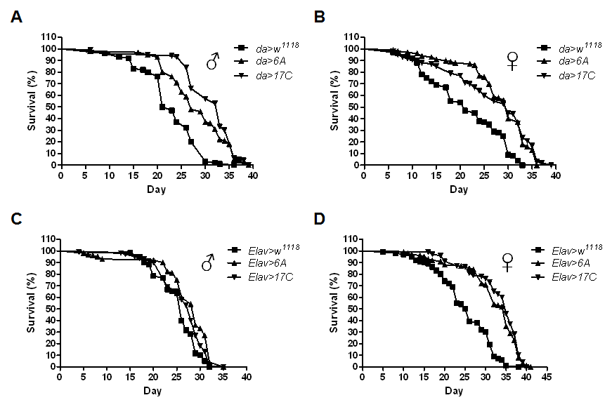Lifespan extension by expression of hMsrB3A. Survival of hMsrB3A in da-GAL4/UAS-hMsrB3a (A and B), elav-GAL4/UAS-hMsrB3a (C and D), and matched driver control flies of both sexes was recorded on standard food at 29°C
