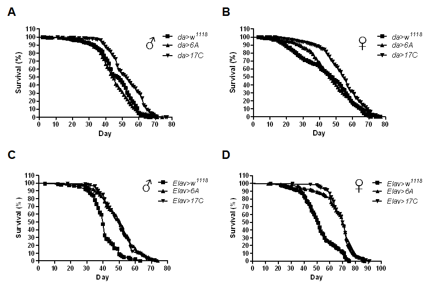 Increased lifespan at 25°C by neuronal expression of hMsrB3A. Survival of male and female flies overexpressing hMsrB3A driven by da-GAL4 (A and B) and elav-GAL4 (C and D) flies and of their driver control flies was recorded on standard food at 25°C