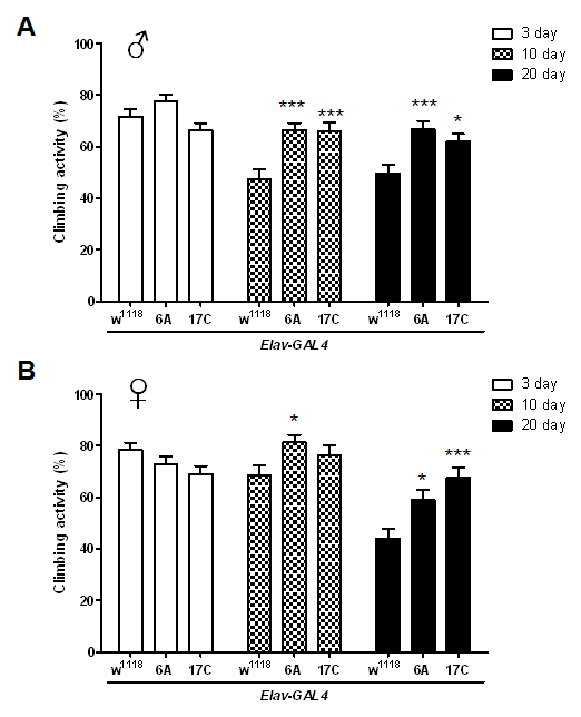 Expression of hMsrB3A in neurons delays loss of climbing ability with age in flies. Flies with hMsrB3A overexpression driven by pan-neuronal elav-GAL4 were aged for the indicated day at 29°C, and analyzed for their climbing activity at room temperature, as compared to age-matched driver control flies. Data are shown as mean ± SEM from five independent experiments with cohorts of 10 flies per genotype per sex