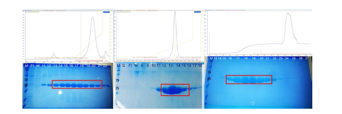 WHEP domain의 정제 Affinity chromatography(좌), Ion exchange chromatography(중), Gel filtration chromatography(우).