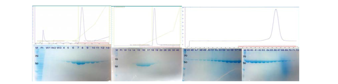 PRS의 Affinity chromatography(좌), Ion exchange chromatography (중), Gel filtration chromatography(우).