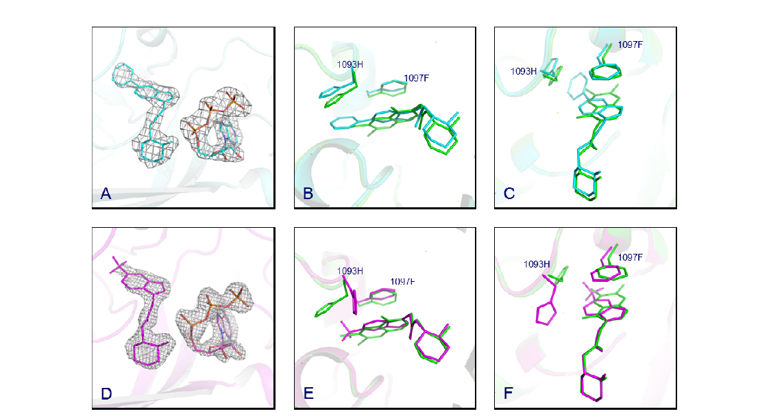 PRS와 DWN10271의 복합체 구조(A)와 Halofuginone 복합체 구조와의 비교 분석(B), (C). PRS와 DWN10285의 복합체 구조(D)와 Halofuginone 복합체 구조와의 비교 분석(E), (F). Halofuginone은 녹색, DWN10271은 청록색, DWN10285는 자주색으로 각각 표시되었다.