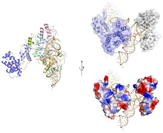 Modelling of human Glutaminyl-tRNA synthetase bound to tRNAGln